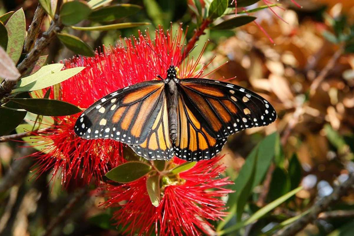 Las mariposas, grandes indicadores de la salud ambiental. Cuidarlas es cuidarnos: Mariluz Anaya Villegas